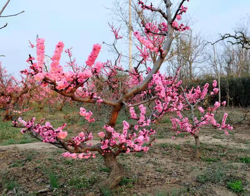 园林小区别墅大宅用梅花工程梅花老桩精品梅花
