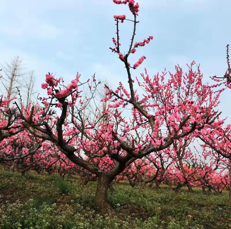 园林小区别墅大宅用梅花工程梅花老桩精品梅花