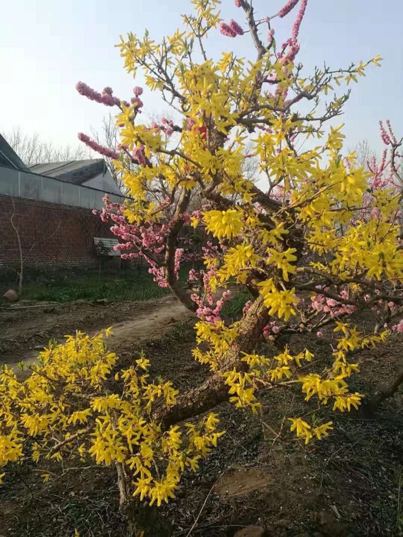 园林小区别墅大宅用梅花工程梅花老桩精品梅花