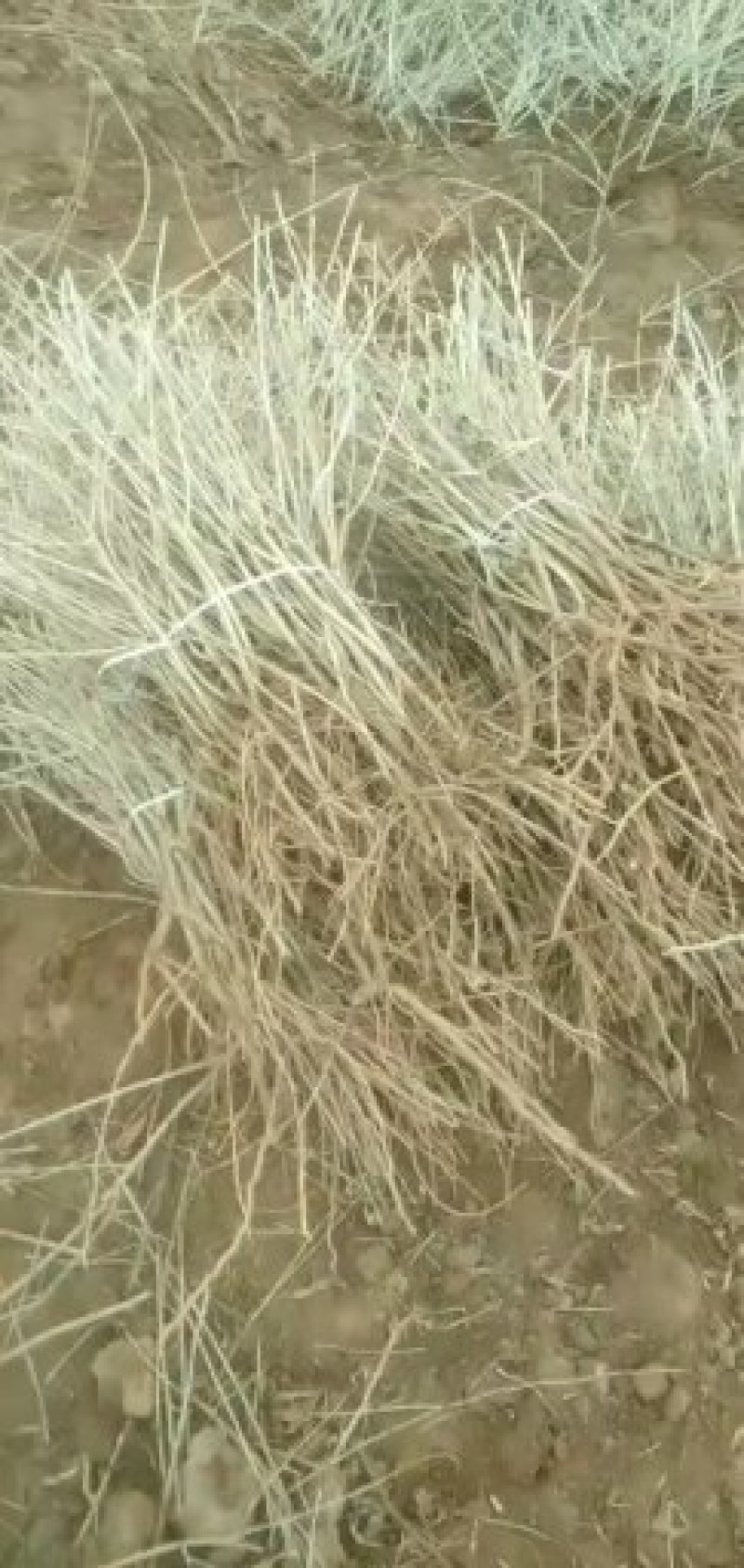 红枸杞扦插苗，中华血杞(三年苗)，当年挂果