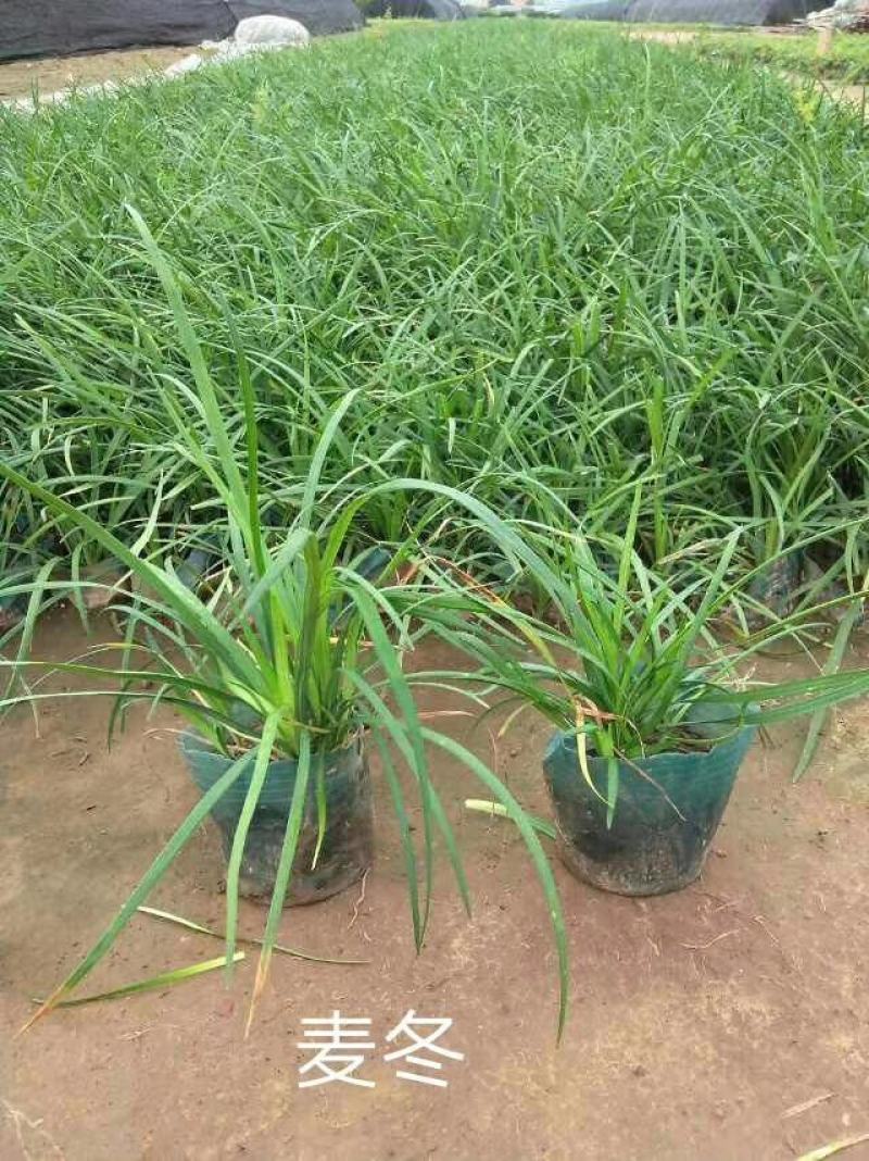 营养杯麦冬草，营养杯丹麦草，小皮桶麦冬草沿街草青州临朐苗