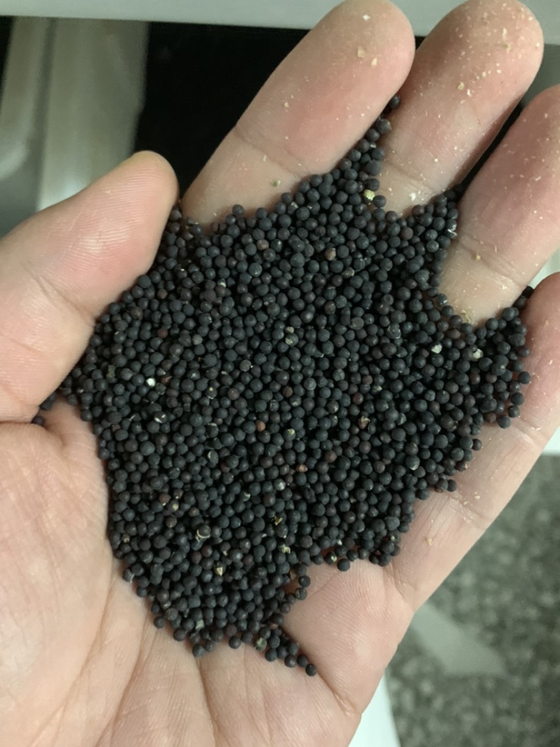 满天星花种子家庭阳台盆栽种植四季易种花草籽切花垂吊