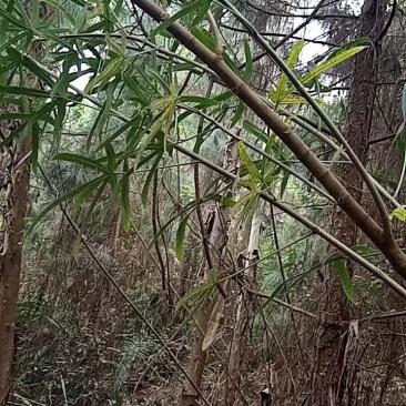 五指毛桃野生五指毛桃