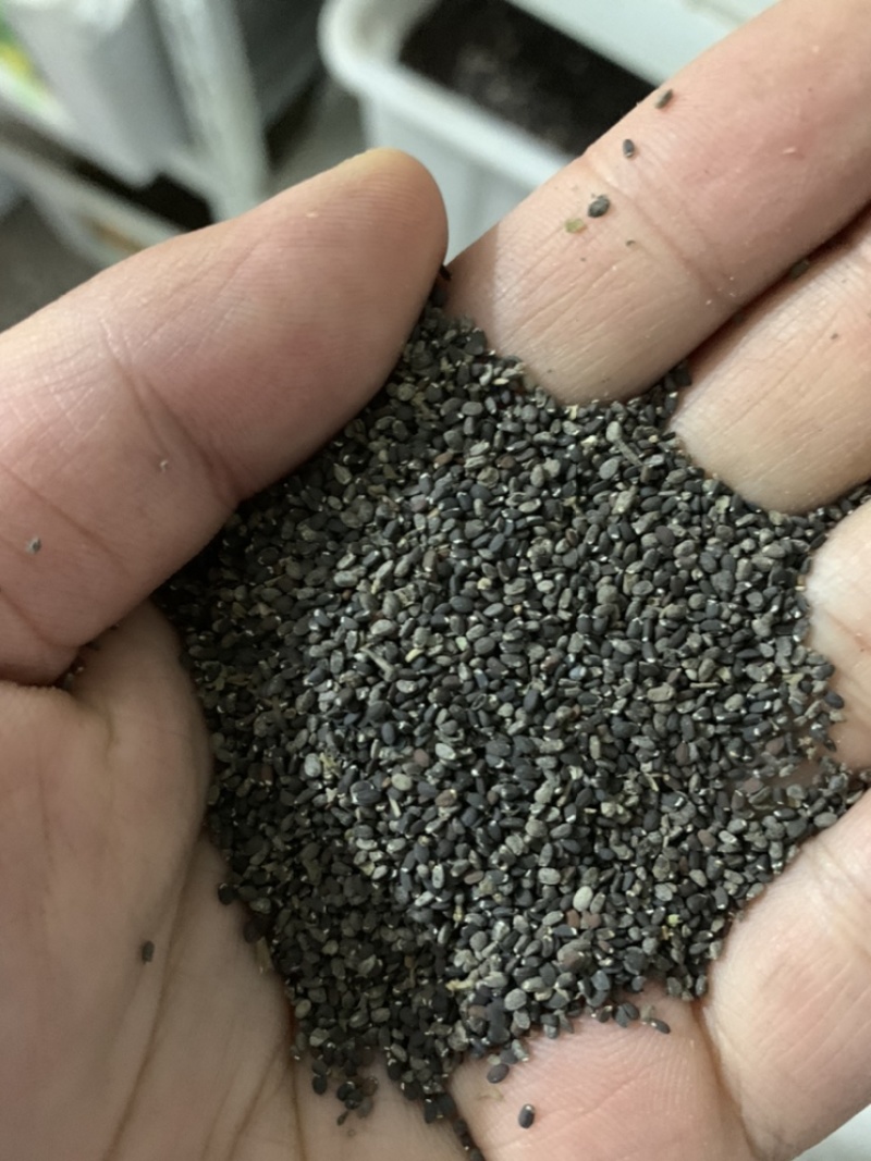 薄荷种子食用薄荷盆栽驱蚊四季开花易活留兰香猫薄荷室内花种