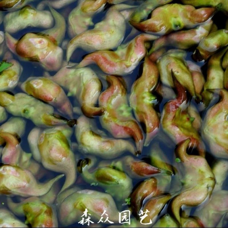菱角青菱角红菱角种子两角菱角老菱角牛角菱角种苗