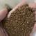 进口耐寒三色堇种子