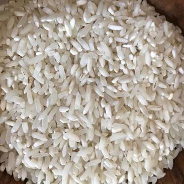 2-3年本地早米饭堂米肠粉米粉专用老早米梗米陈米源地走货