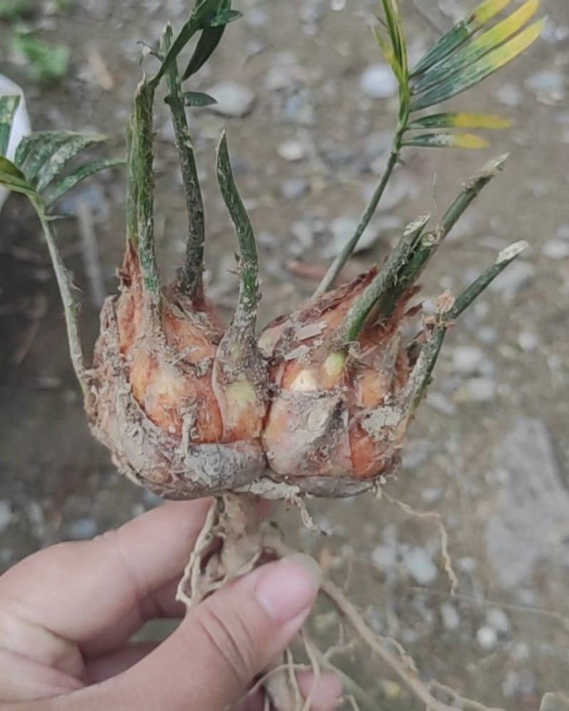 小颗双头铁树盆景，灵力秀气。数量有限，先到先得。