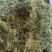 绞股蓝茶用龙珠绞股蓝包邮发货七叶绞股蓝可常年供