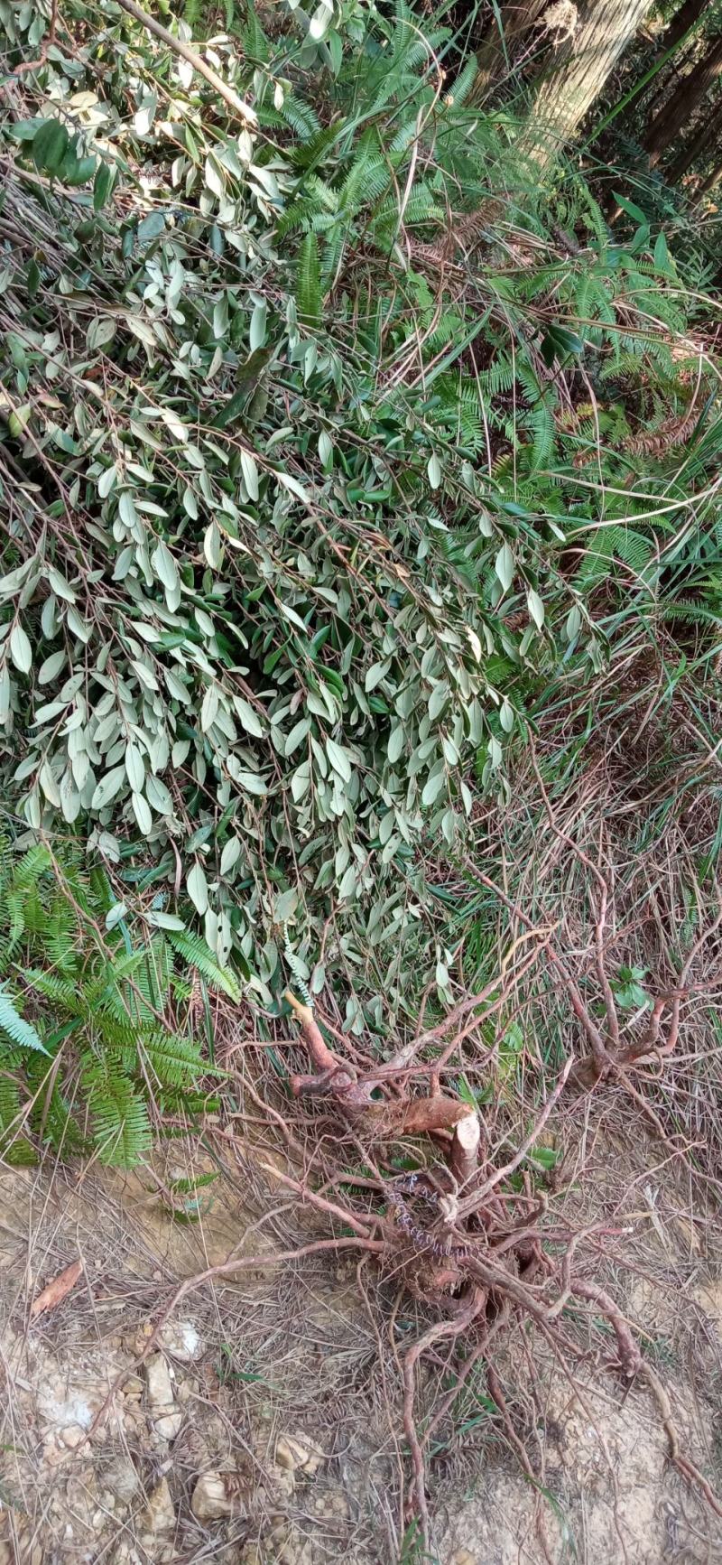 岗惗子，姚金娘，纯根，下单即挖