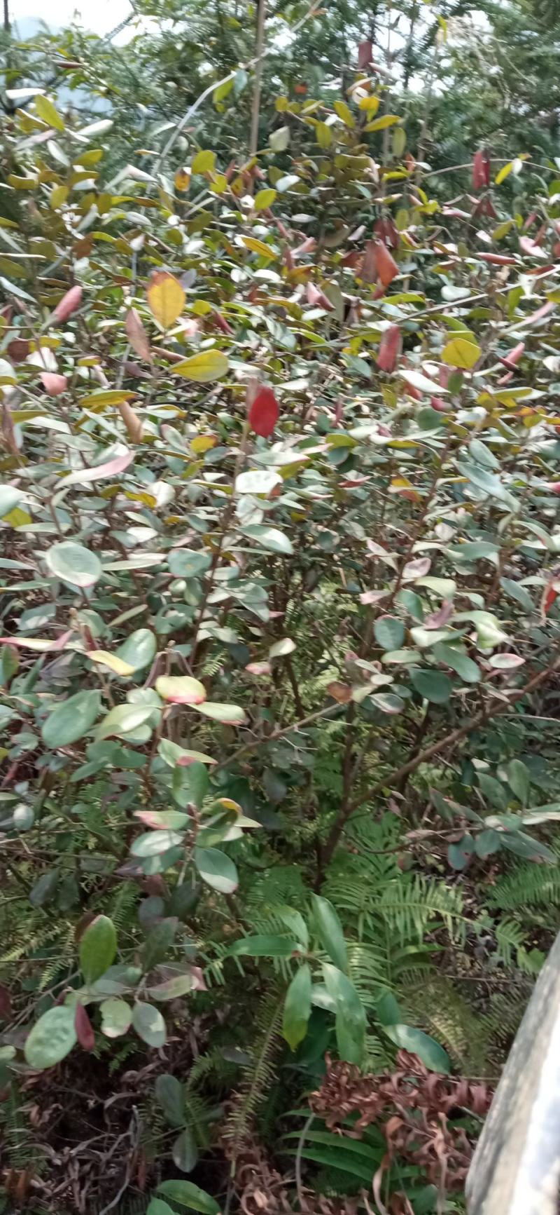 岗惗子，姚金娘，纯根，下单即挖