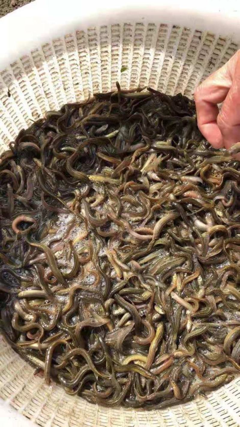 【荐】水产种苗优质泥鳅种苗，台湾泥鳅，本地泥鳅