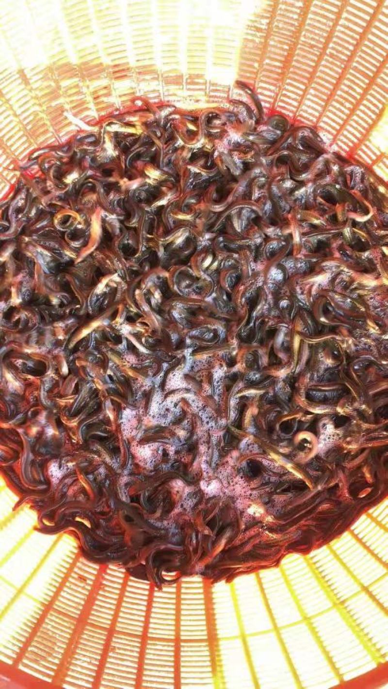 【荐】水产种苗优质泥鳅种苗，台湾泥鳅，本地泥鳅