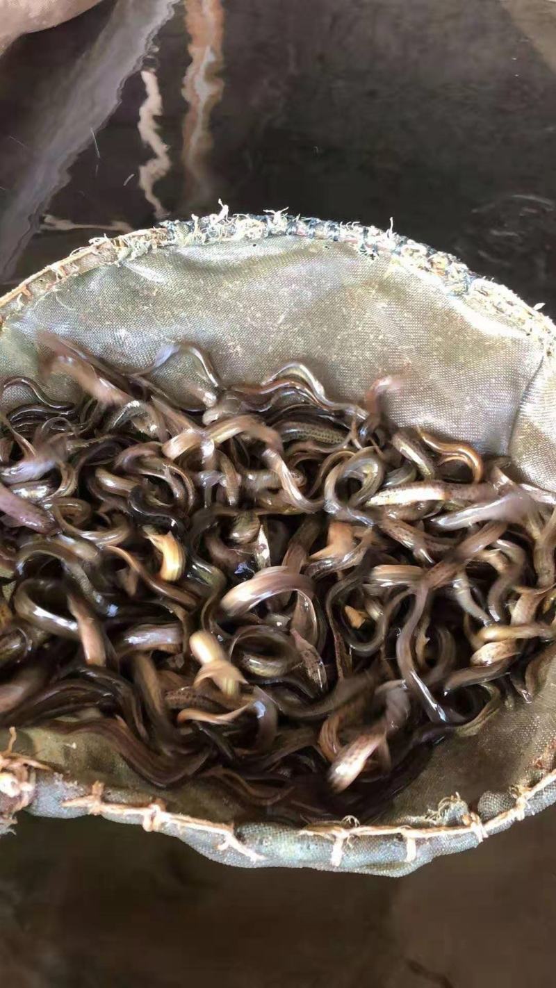 【荐】水产种苗优质泥鳅种苗，台湾泥鳅，本地泥鳅