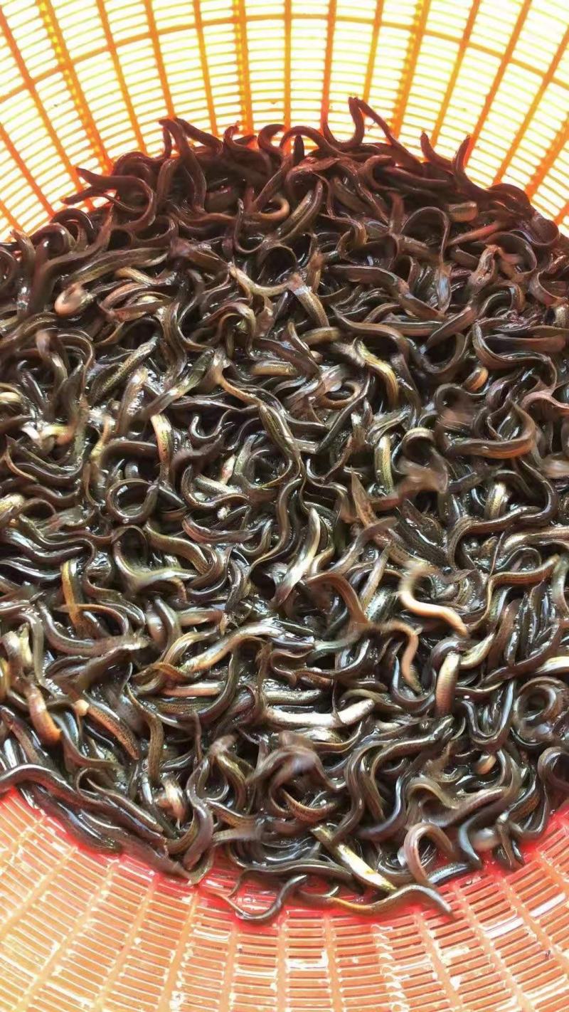 【荐】水产种苗优质泥鳅种苗，台湾泥鳅，本地泥鳅