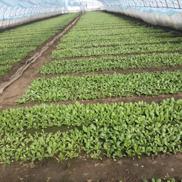 大头油菜油麦菜欢迎咨询
