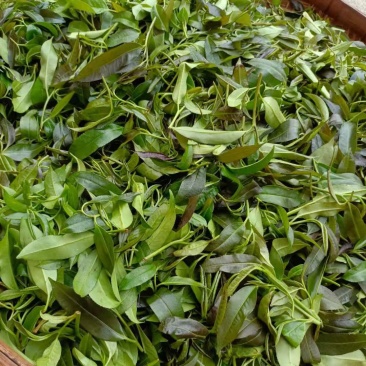 英德石花茶，仙人茶，纯手工制作