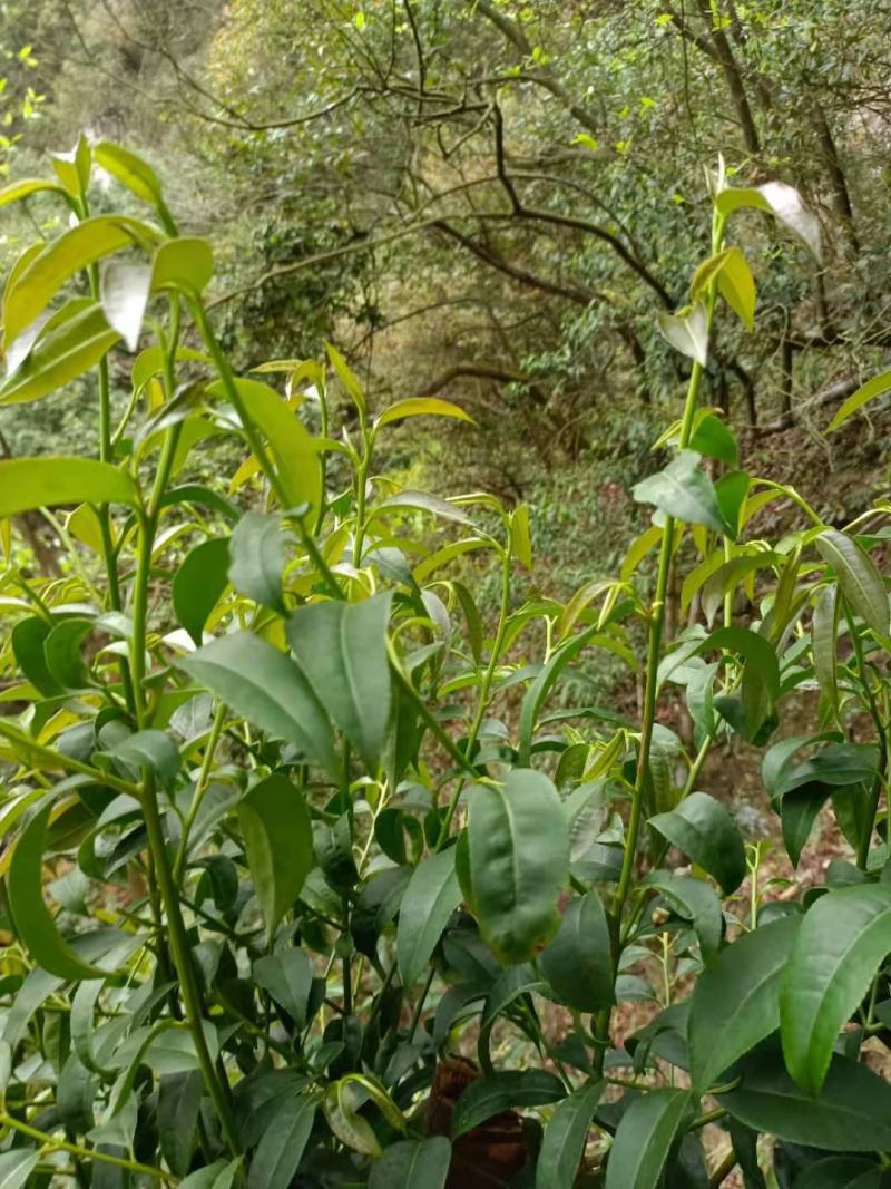 英德石花茶，仙人茶，纯手工制作