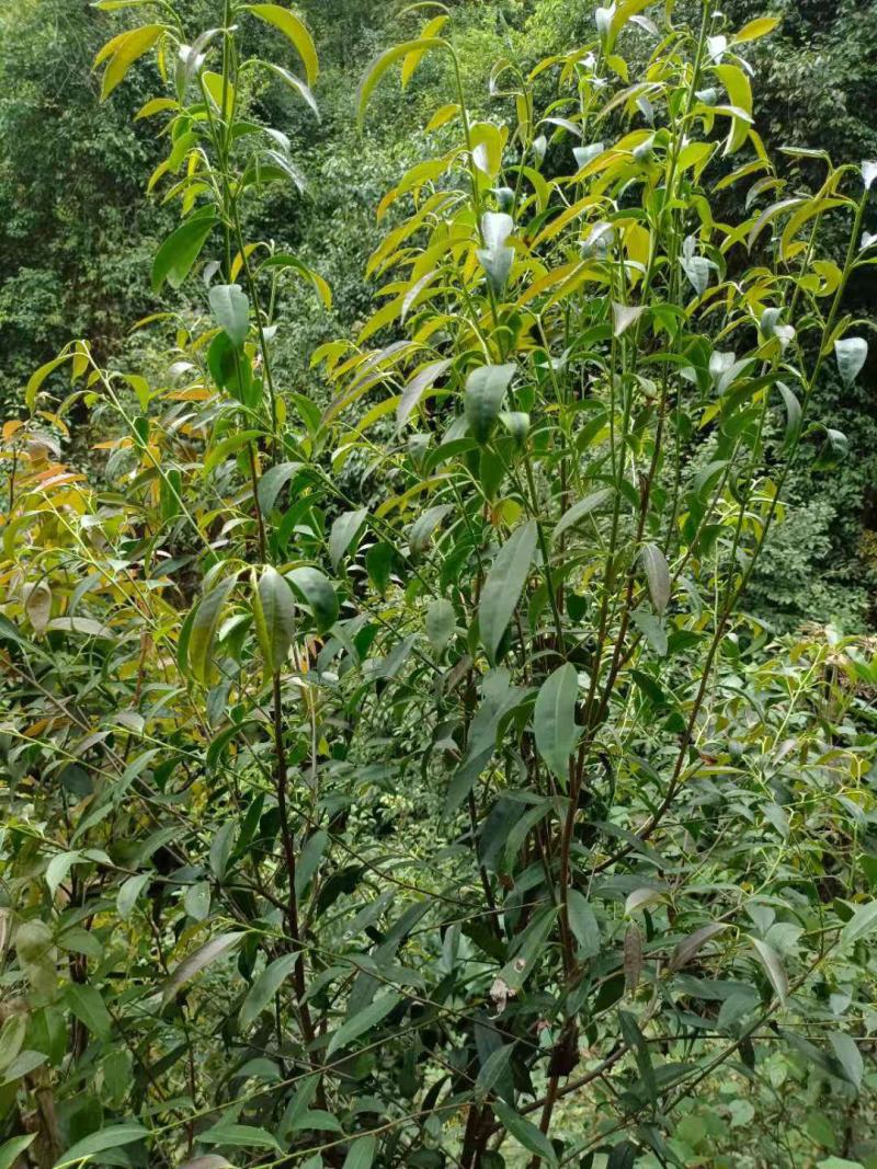 英德石花茶，仙人茶，纯手工制作