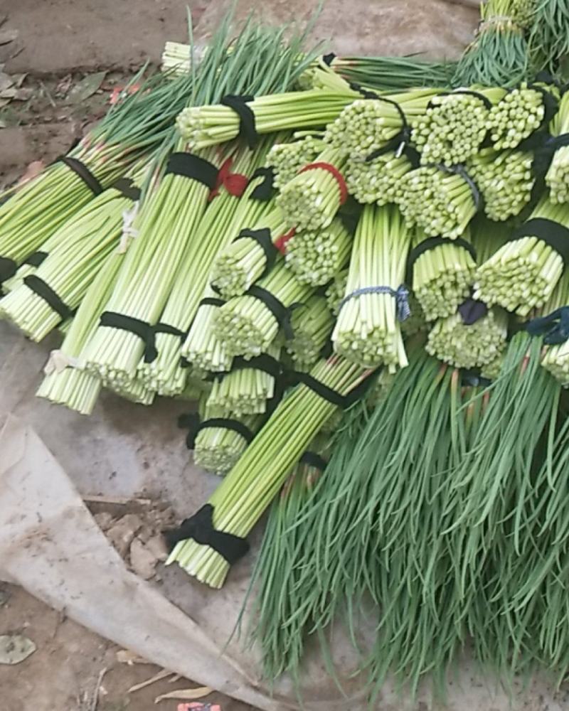 蒜薹便宜了，精品精品蒜薹