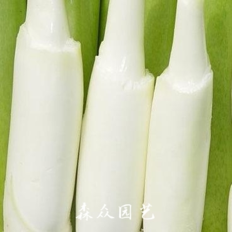 茭白苗早熟双季茭白苗茭瓜种苗高瓜苗茭笋苗茭白苗子