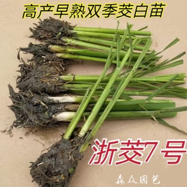 茭白苗早熟双季茭白苗茭瓜种苗高瓜苗茭笋苗茭白苗子