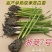 茭白苗早熟双季茭白苗茭瓜种苗高瓜苗茭笋苗茭白苗子