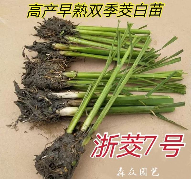 茭白苗早熟双季茭白苗茭瓜种苗高瓜苗茭笋苗茭白苗子