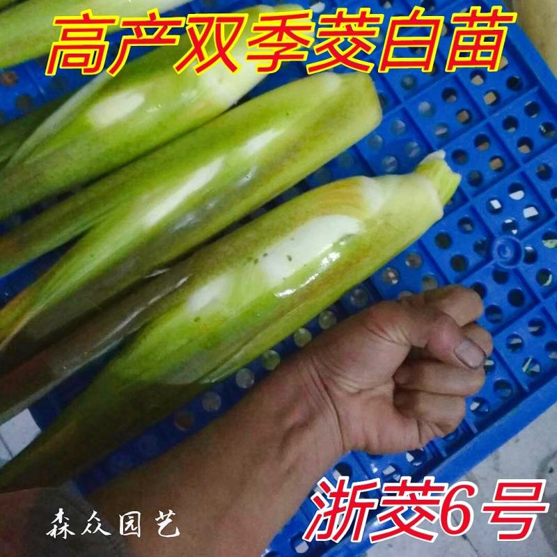 茭白苗早熟双季茭白苗茭瓜种苗高瓜苗茭笋苗茭白苗子