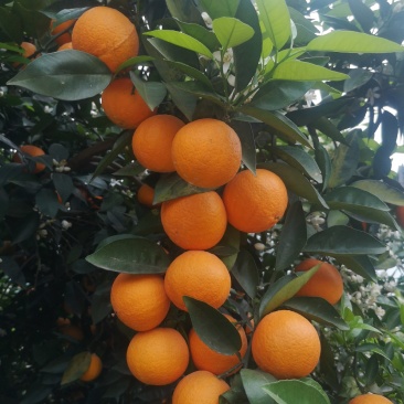 广西桂林特产新鲜水果荔浦夏橙橙子代办代收