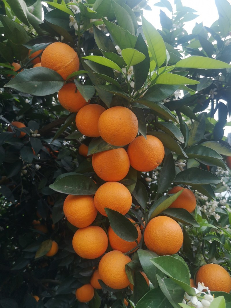 广西桂林特产新鲜水果荔浦夏橙橙子代办代收
