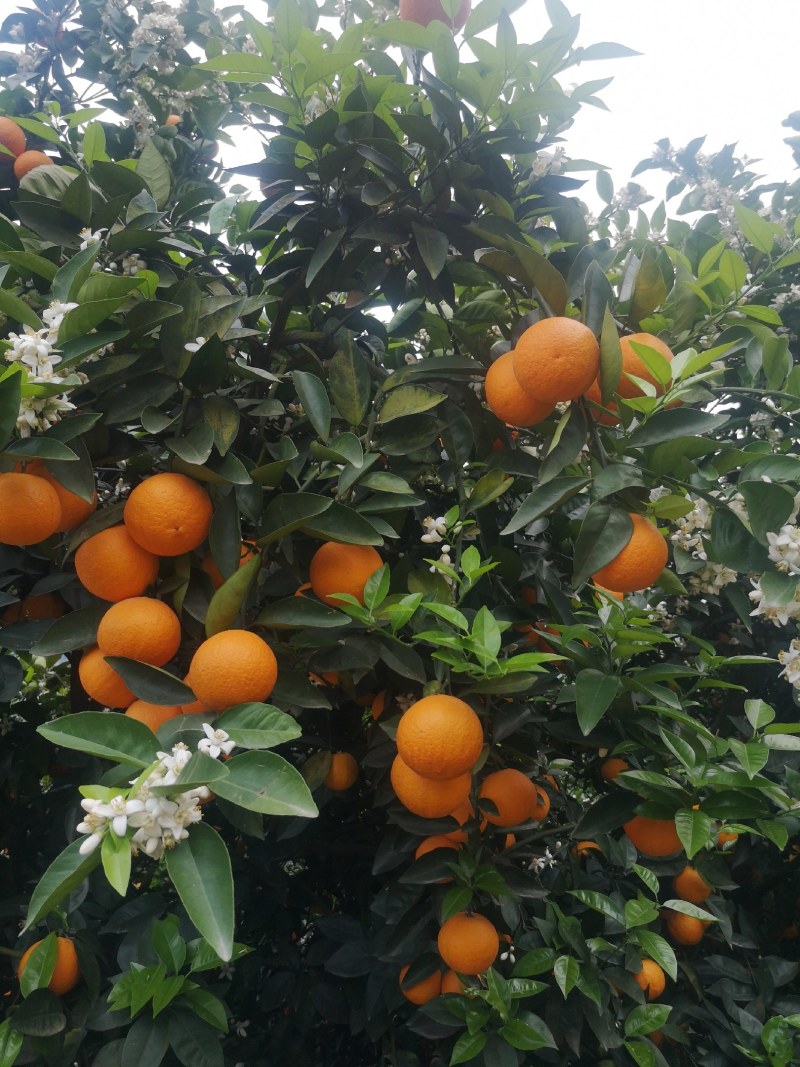 广西桂林特产新鲜水果荔浦夏橙橙子代办代收