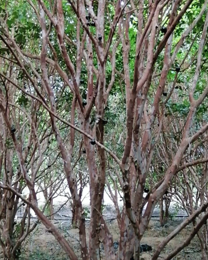 庭院种植室外绿化树上长的黑葡萄，加宝果，可以吃也可以泡酒