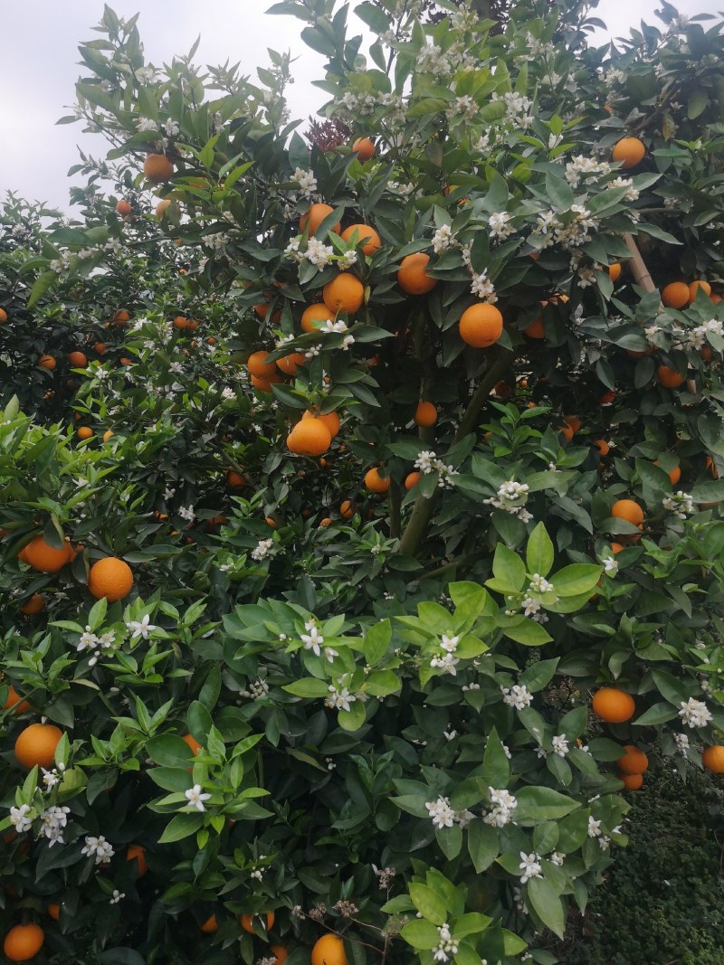 广西桂林特产新鲜水果荔浦夏橙橙子代办代收