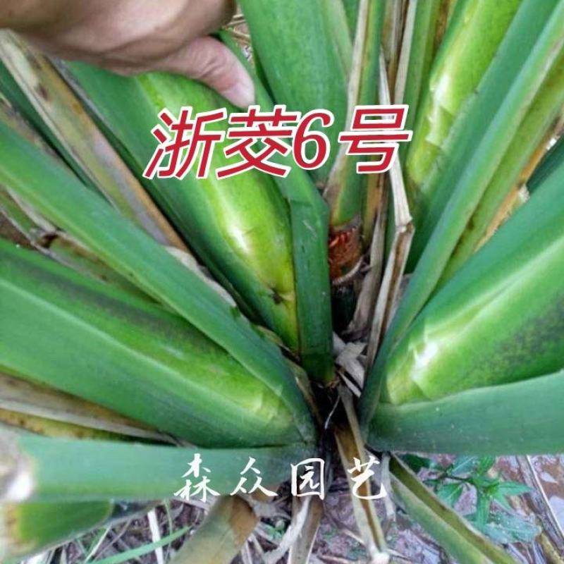 茭白苗早熟双季茭白苗茭瓜种苗高瓜苗茭笋苗茭白苗子