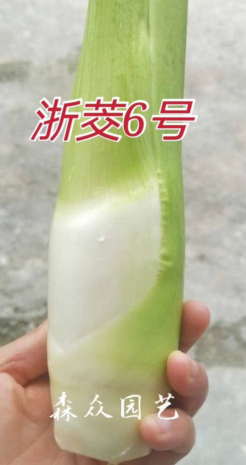 茭白苗早熟双季茭白苗茭瓜种苗高瓜苗茭笋苗茭白苗子