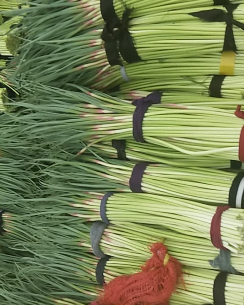 蒜薹便宜了，精品精品蒜薹