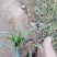 麦冬草，丹麦草，沿街草，容器麦冬小皮桶麦冬，带杯麦冬草，