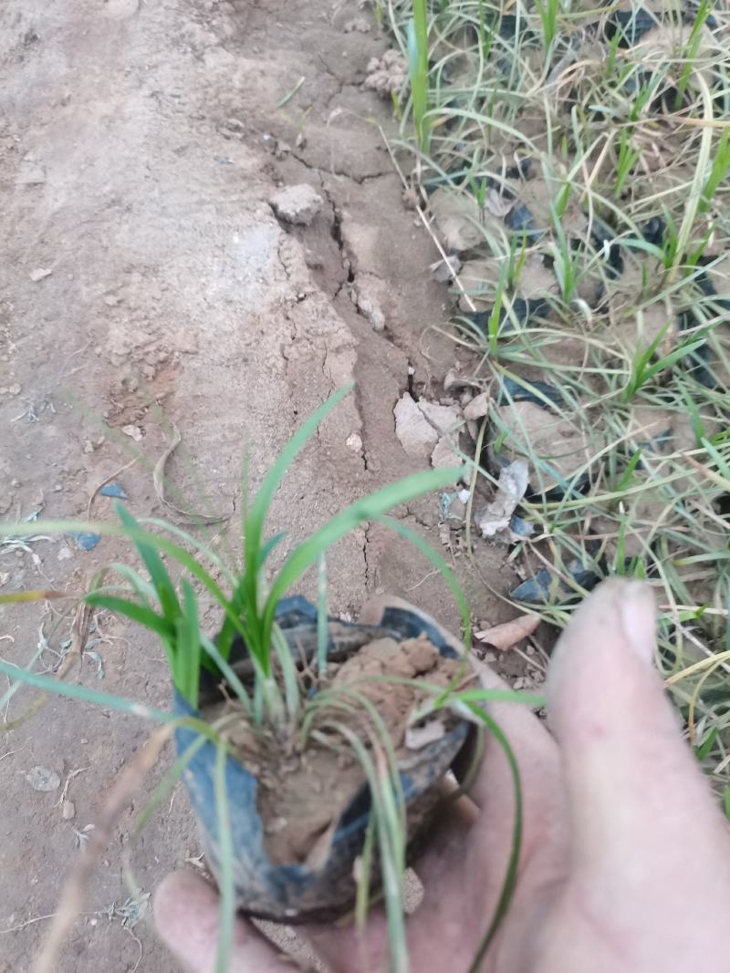 麦冬草，丹麦草，沿街草，容器麦冬小皮桶麦冬，带杯麦冬草，