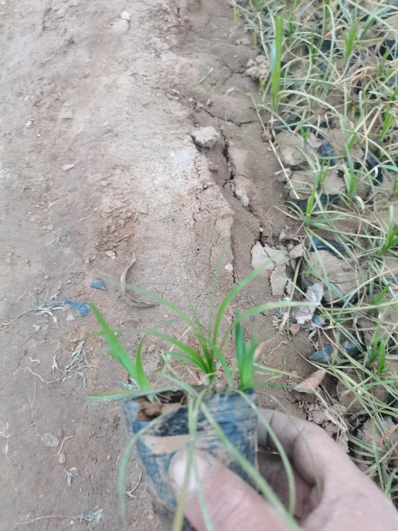 麦冬草，丹麦草，沿街草，容器麦冬小皮桶麦冬，带杯麦冬草，