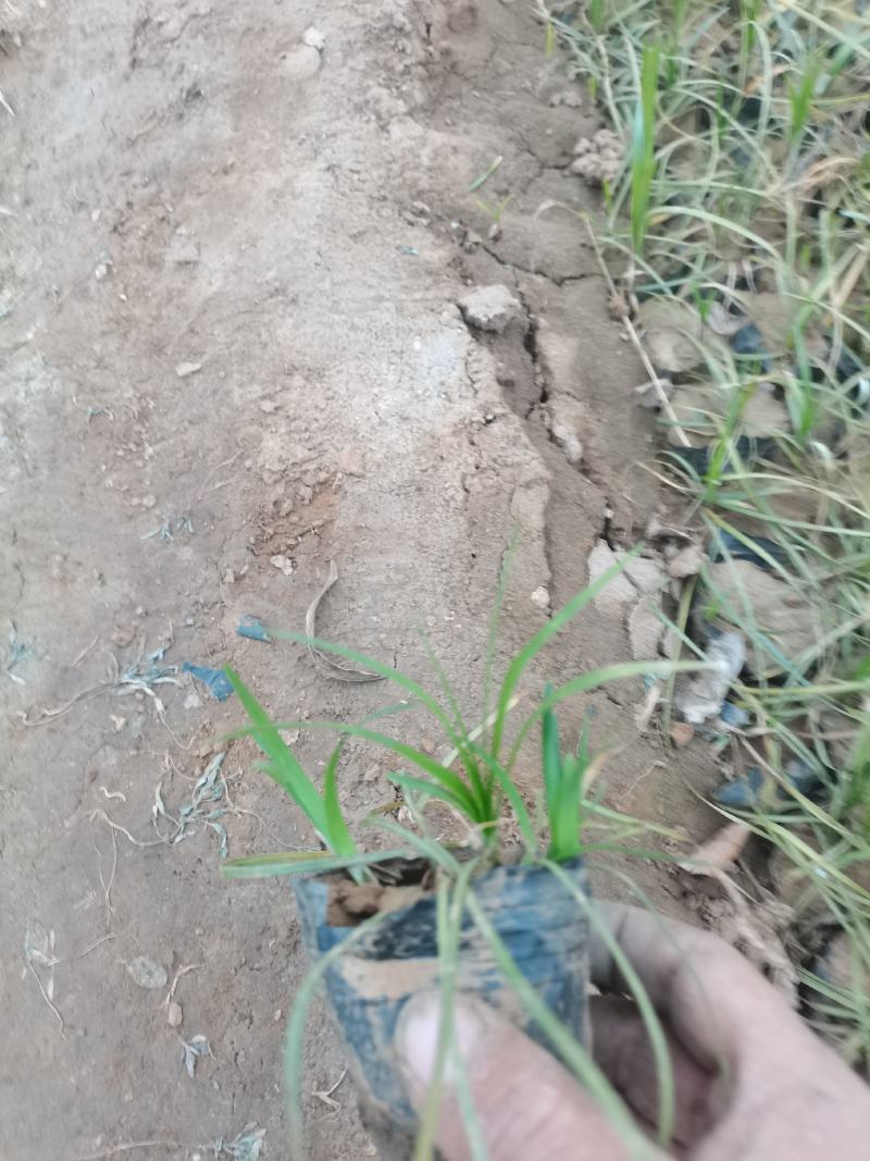 麦冬草，丹麦草，沿街草，容器麦冬小皮桶麦冬，带杯麦冬草，