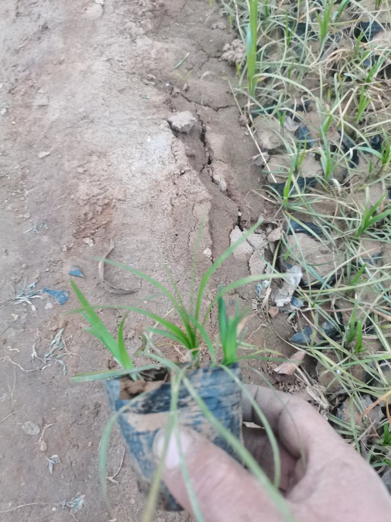 麦冬草，丹麦草，沿街草，容器麦冬小皮桶麦冬，带杯麦冬草，