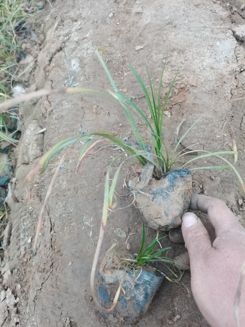 麦冬草，丹麦草，沿街草，容器麦冬小皮桶麦冬，带杯麦冬草，