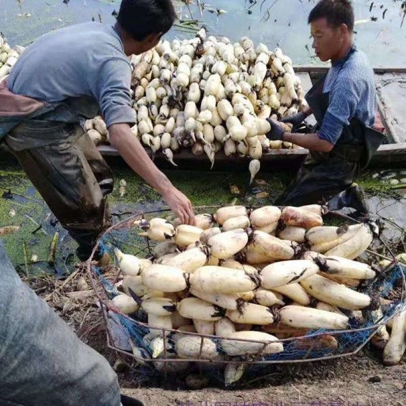 高产食用莲藕苗高产藕苗浅水藕深水藕泥藕