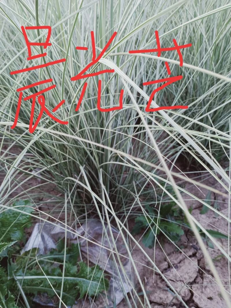 绿化荷花，营养杯荷花，皮桶荷花，绿化碗莲青州临朐货源