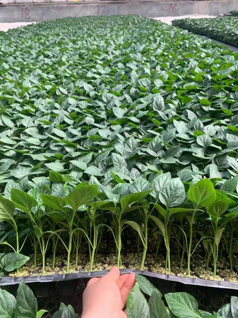 热卖各种辣椒苗羊角椒尖椒陇椒螺丝椒线椒太空椒彩椒
