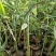 绿化荷花，营养杯荷花，皮桶荷花，绿化碗莲青州临朐货源