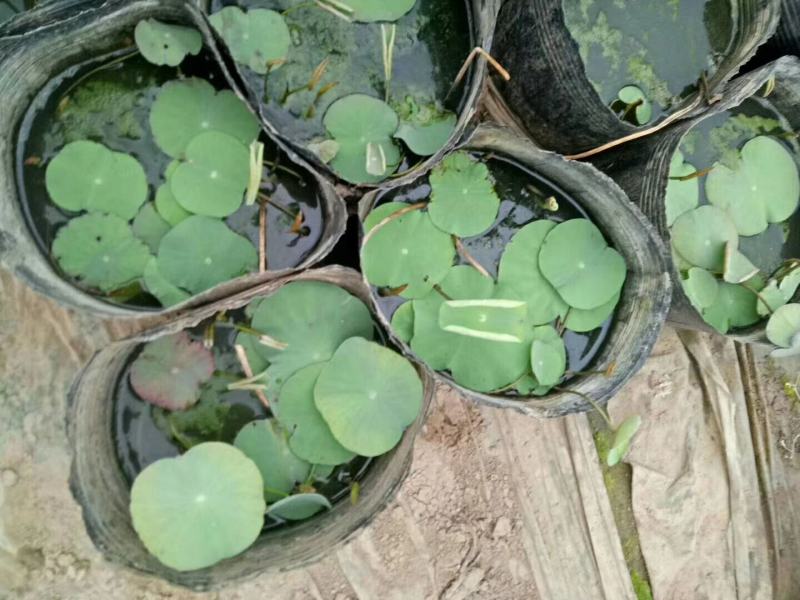 绿化荷花，营养杯荷花，皮桶荷花，绿化碗莲青州临朐货源