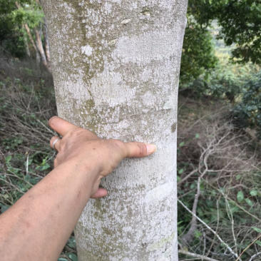 广东省云浮市郁南县183亩土地转让