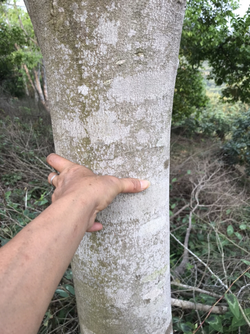 广东省云浮市郁南县183亩土地转让